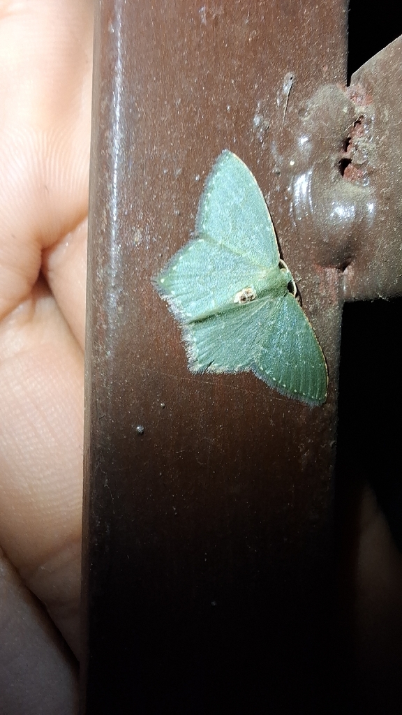 Haathi Insect Hemithea from 574X+7QR, Harabotey, Sikkim 737126, India on March 7 ...