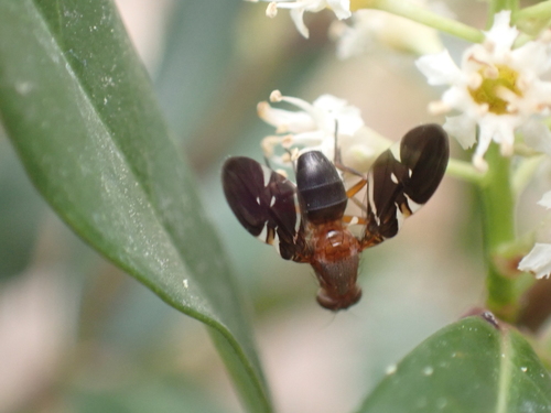 Unknown species found near Georgian Acres, Austin, TX, USA