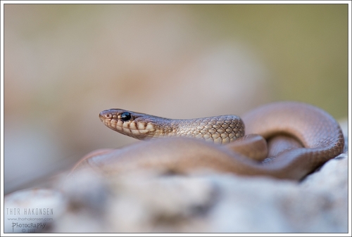Ring-Headed Dwarf Snake