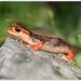 Fazila's Salamander - Photo (c) Thor Håkonsen, all rights reserved, uploaded by Thor Håkonsen