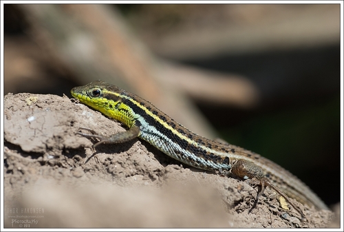 Snake-eyed Lizard