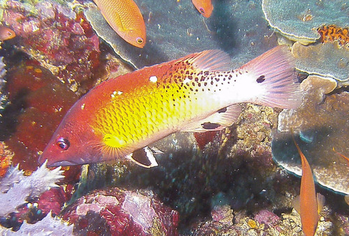 Redfin Hogfish