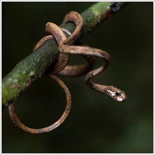 Boas (Family Boidae) · iNaturalist