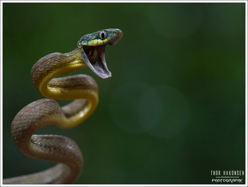 Green Cat Snake (Boiga cyanea) · iNaturalist.org