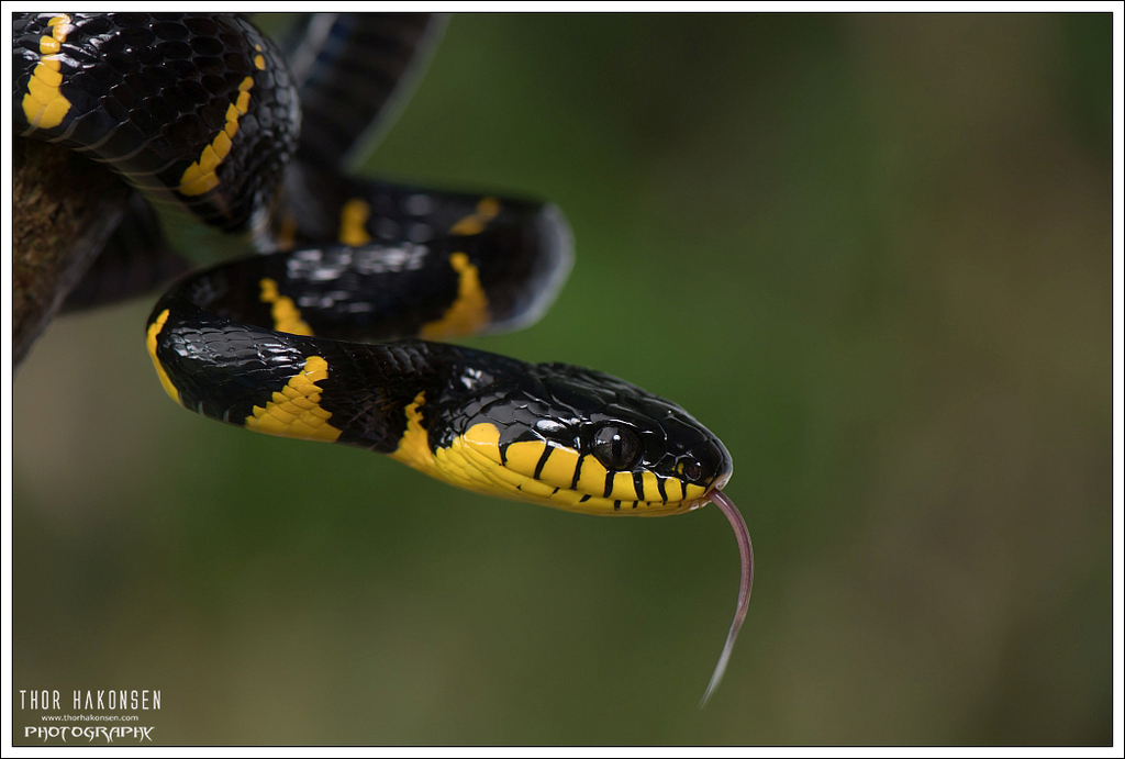 Western Mangrove Cat Snake (Boiga melanota) · iNaturalist