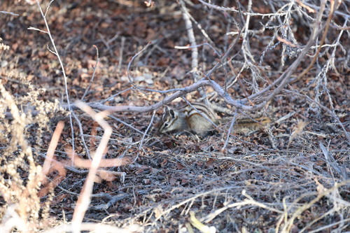 Colorado Chipmunk observed by whlewis