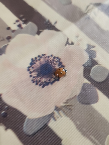 Seven-spotted Lady Beetle