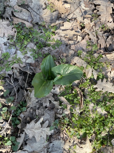 Mountain Arum