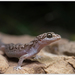 Southeast Asian Leaf-toed Geckos - Photo (c) Thor Håkonsen, all rights reserved