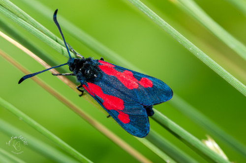 Five-spot Burnet