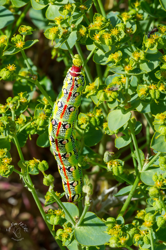 Barbary Spurge Hawk-moth