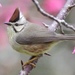 Taiwan Yuhina - Photo (c) Chomskey Wei, all rights reserved, uploaded by Chomskey Wei