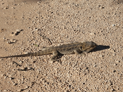 Central Bearded Dragon