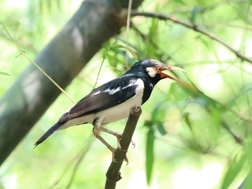 Siamese Pied Starling