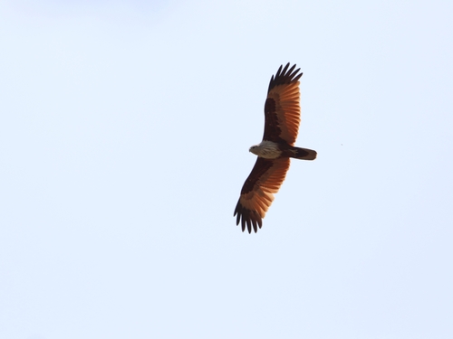 Brahminy Kite