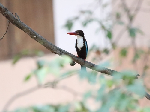 White-throated Kingfisher