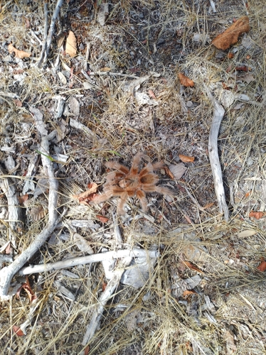 Chilean Rosehair Tarantula