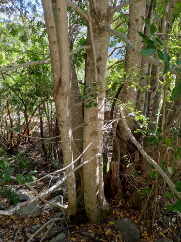 Chilean laurel