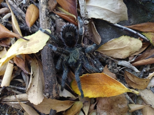 Euathlus manicatus