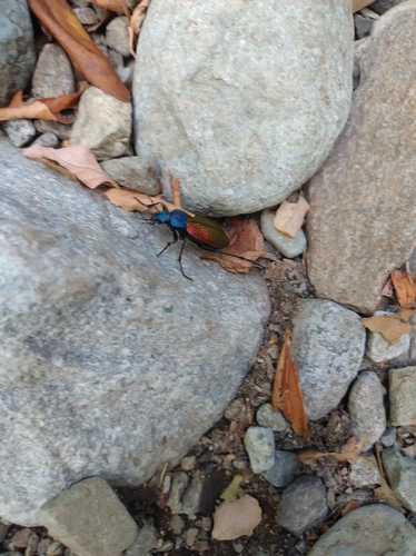 Chilean Magnificent Beetle