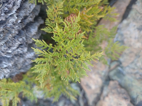 Plants
