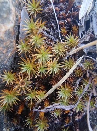 haircap mosses