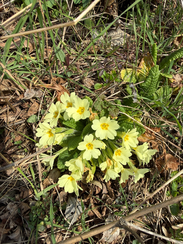 Primrose
