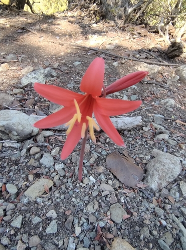 Rain lilies