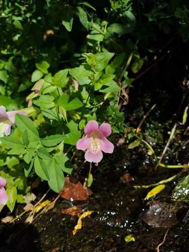 Erythranthe lutea variegata