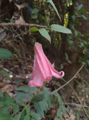 Chilean bellflower