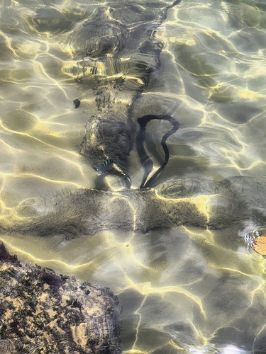 Abudefduf saxatilis