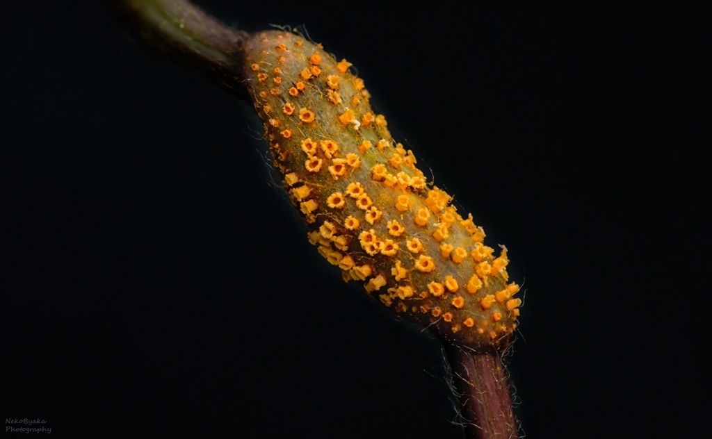 Aecidium clematidis from Krasnodar gorsovet, RU-KD, RU on July 16, 2020 ...