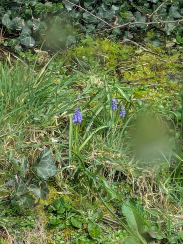 Garden Grape-hyacinth