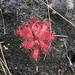 Drosera latifolia - Photo 由 Ariane 所上傳的 (c) Ariane，保留所有權利