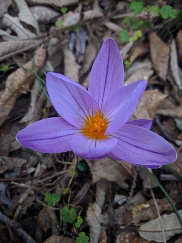 Crocus suaveolens