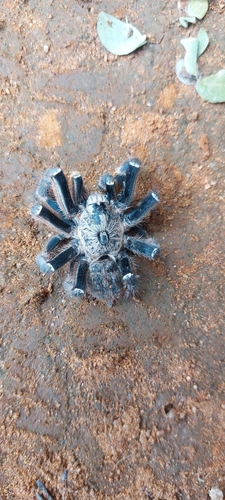 Rear Horned Baboon Spider