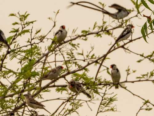 Pin-tailed Whydah