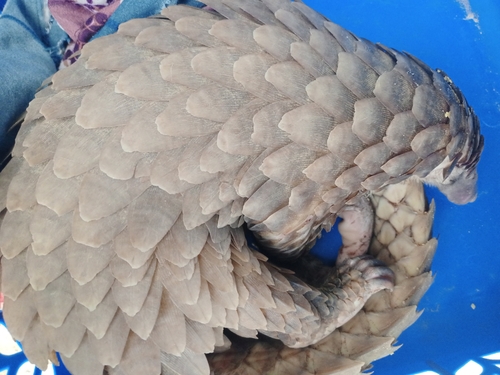 White-bellied Pangolin