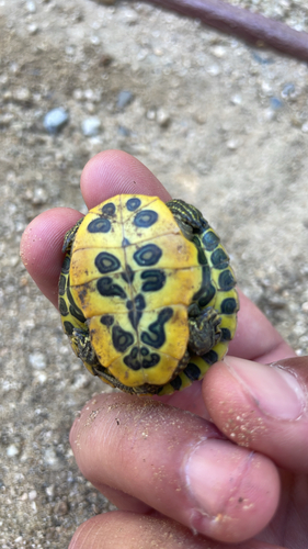 iNaturalist observation photo of Pond Slider