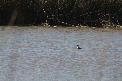 iNaturalist observation photo of Western Grebe