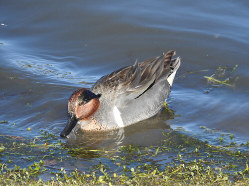 iNaturalist observation photo of Green-winged Teal