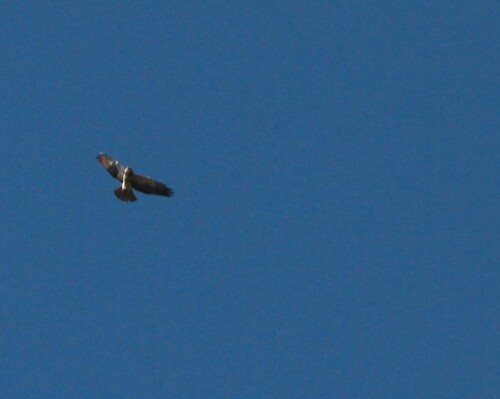 iNaturalist observation photo of Swainson's Hawk