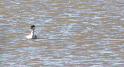 iNaturalist observation photo of Clark's Grebe