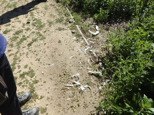 iNaturalist observation photo of Birds