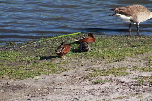 iNaturalist observation photo of Cinnamon Teal