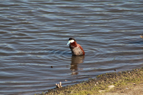 iNaturalist observation photo of Ruddy Duck