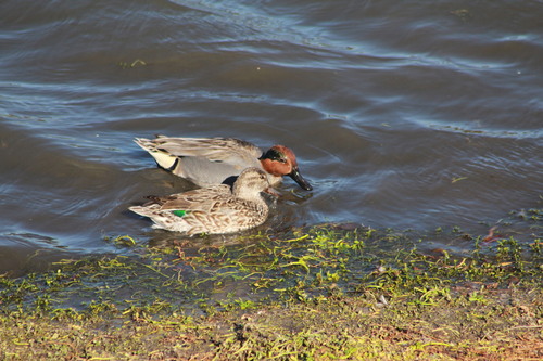 iNaturalist observation photo of Green-winged Teal