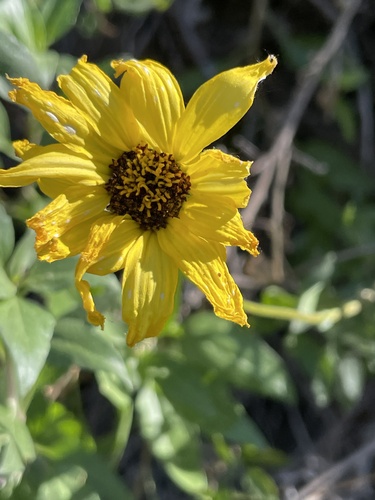 iNaturalist observation photo of California brittlebush