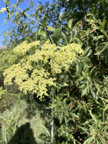 iNaturalist observation photo of Blue Elderberry