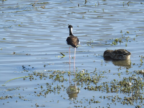 iNaturalist observation photo of Black-necked Stilt